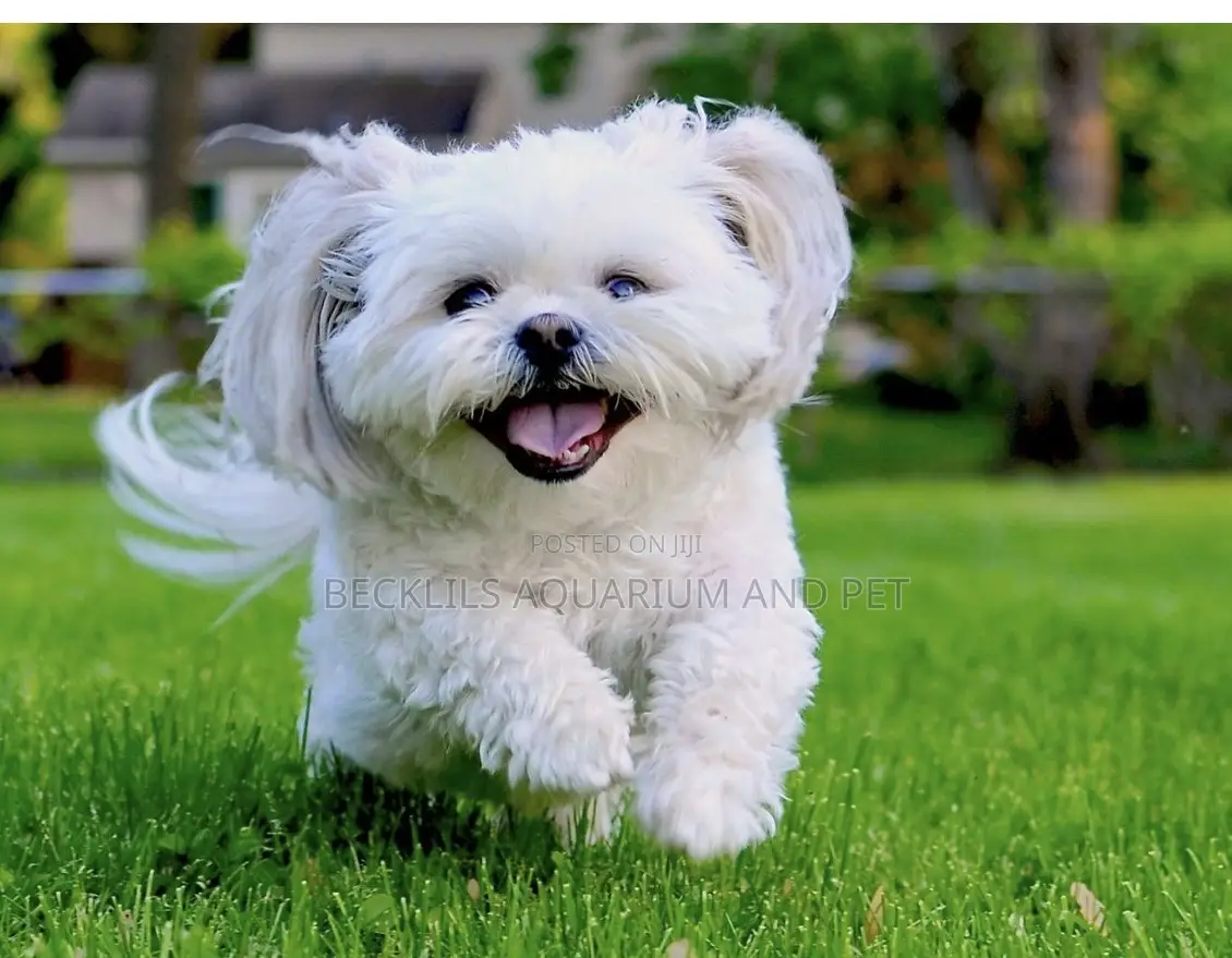 1-3 months Male Purebred Maltese
