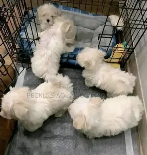 1-3 months Female Purebred Maltese