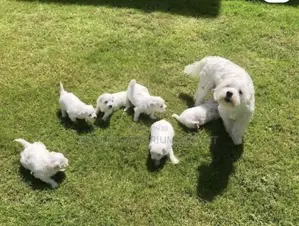 1-3 months Female Purebred Maltese