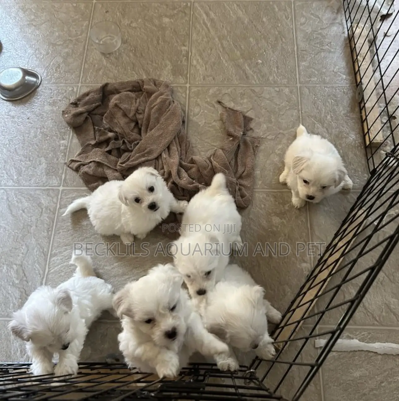 1-3 months Male Purebred Poodle