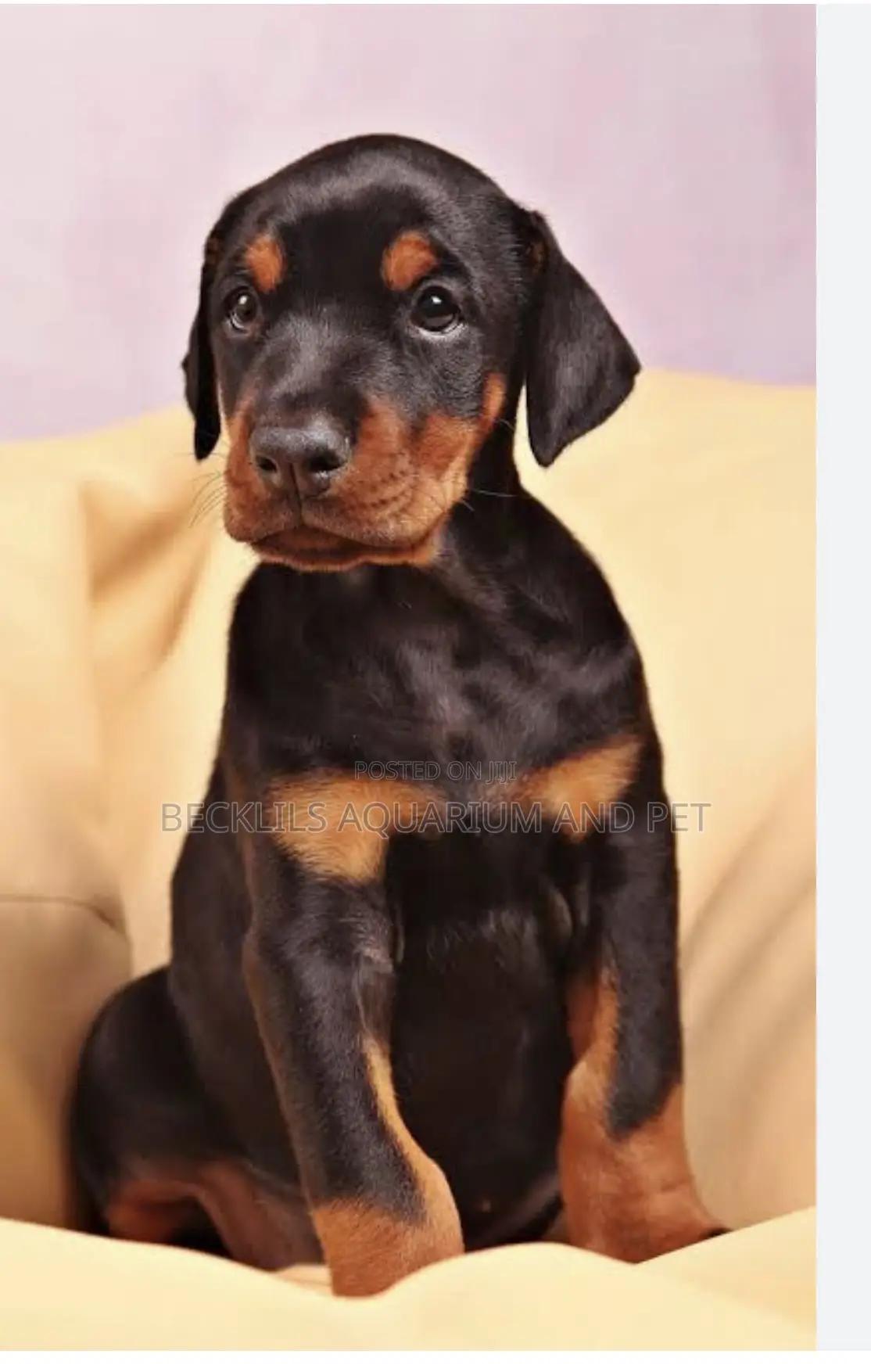 1-3 months Male Purebred Doberman Pinscher