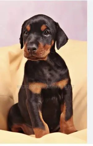 1-3 months Male Purebred Doberman Pinscher