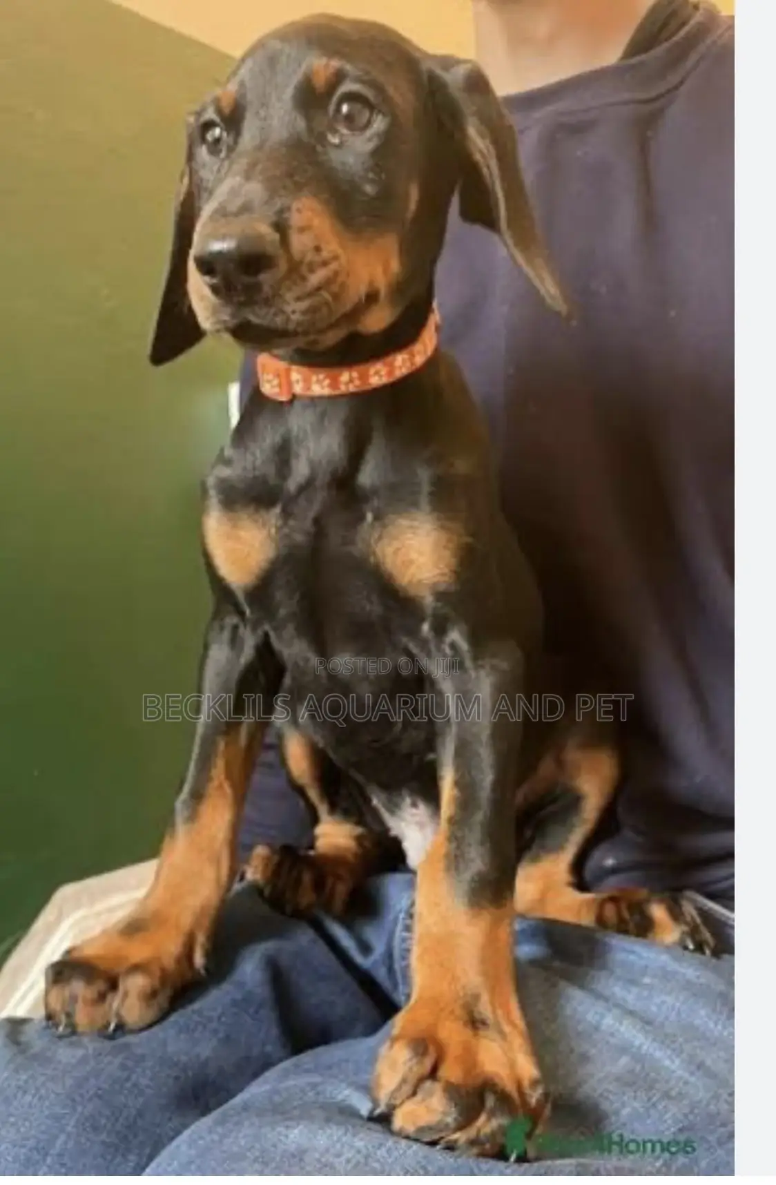 1-3 months Male Purebred Doberman Pinscher