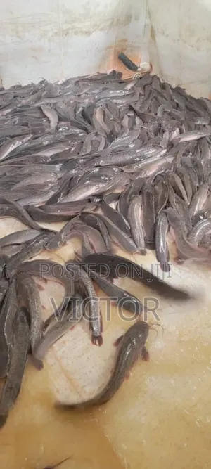 Fresh Catfish