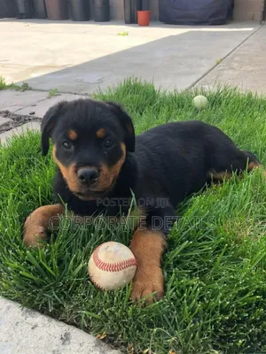 1-3 months Male Purebred Rottweiler