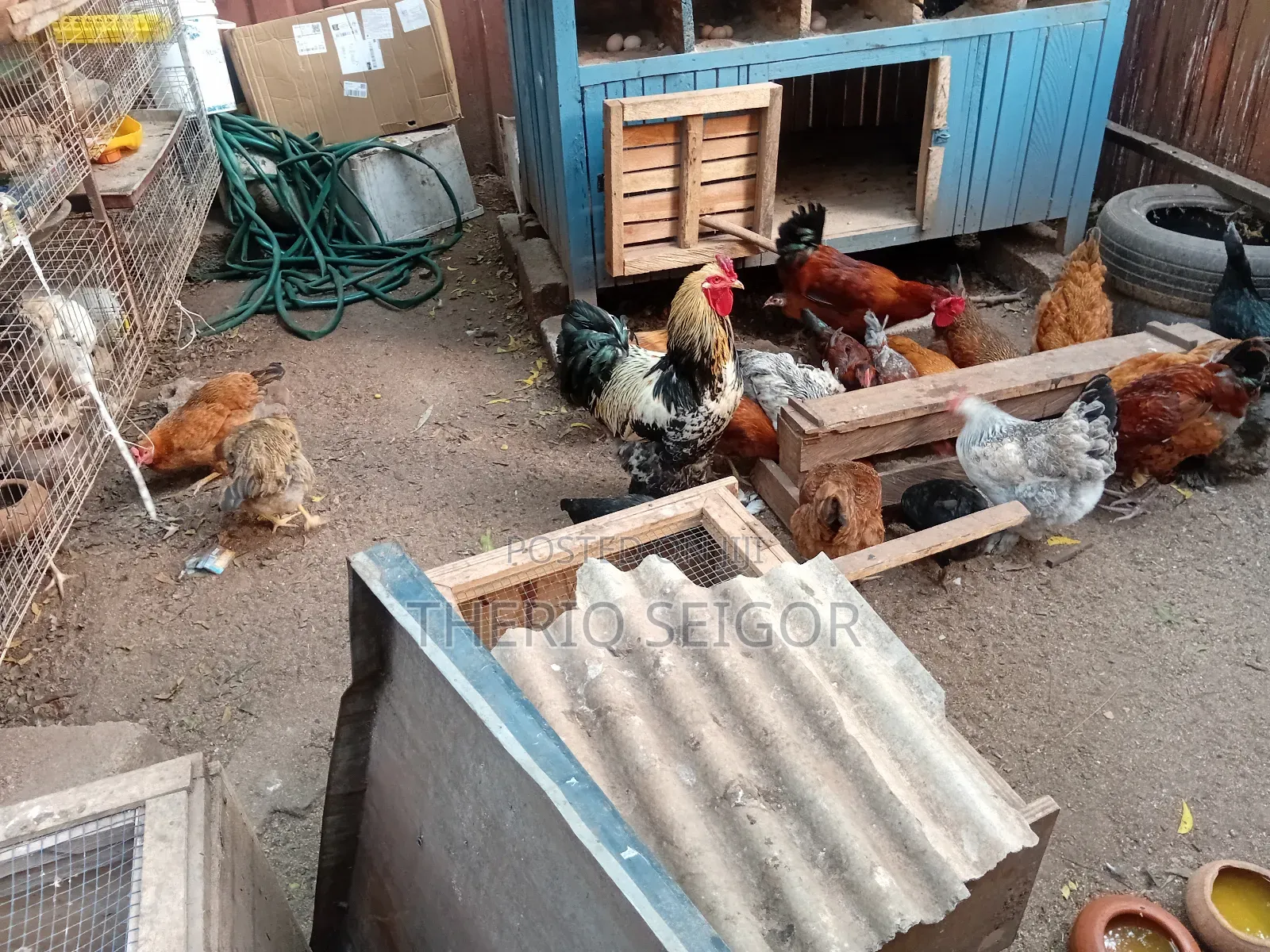 Fowls for Sale - Fulani, Local, Brahma