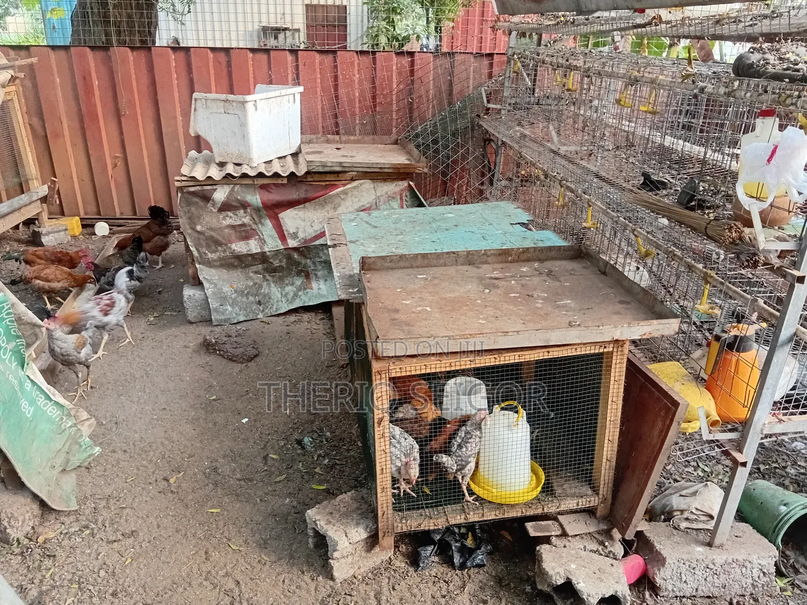 Fowls for Sale - Fulani, Local, Brahma