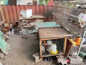 Fowls for Sale - Fulani, Local, Brahma