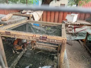 Fowls for Sale - Fulani, Local, Brahma
