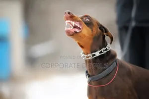 1+ year Male Purebred Doberman Pinscher