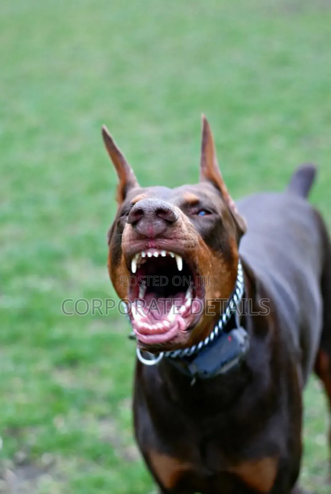 1+ year Male Purebred Doberman Pinscher