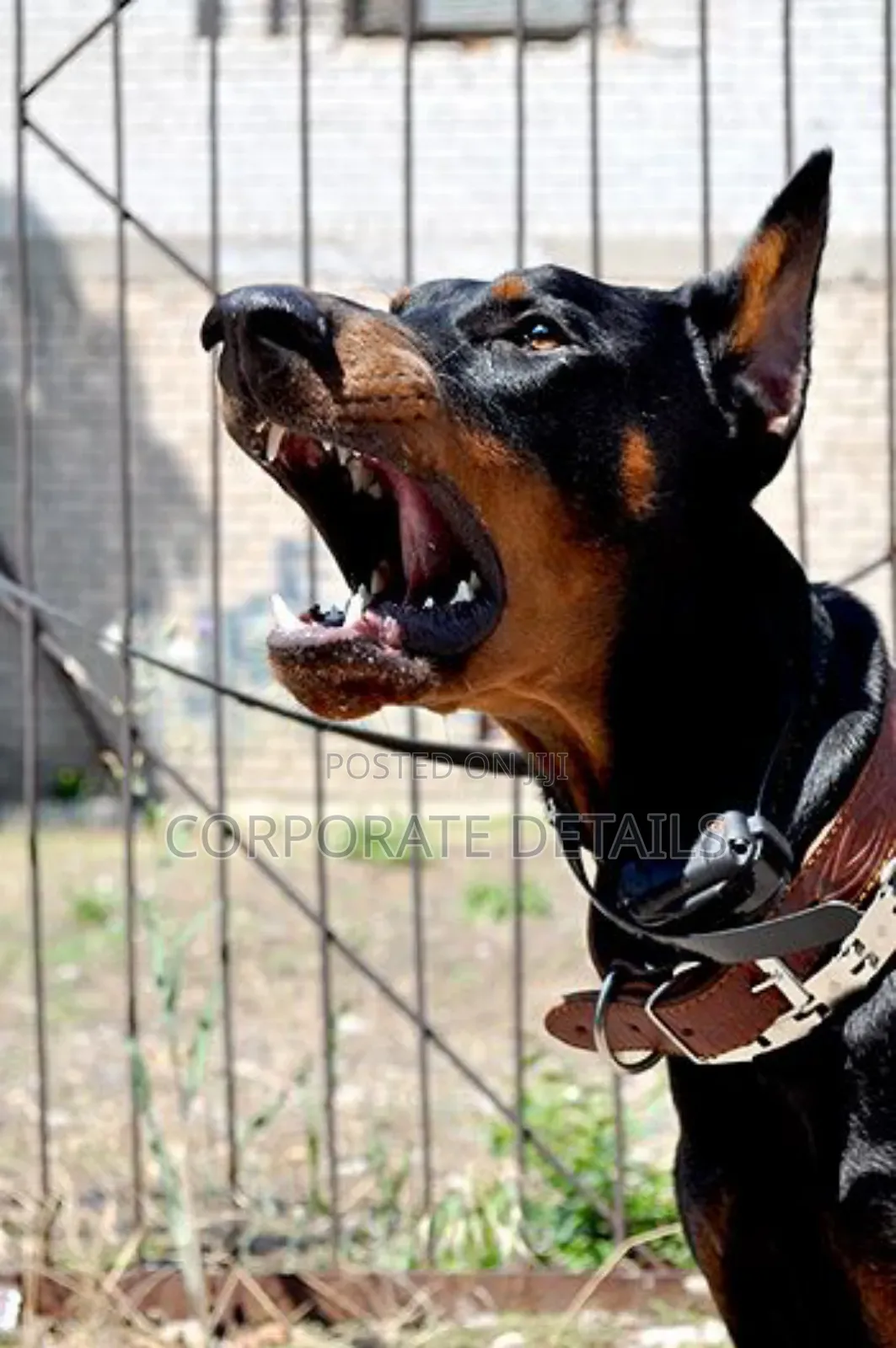 1+ year Male Purebred Doberman Pinscher