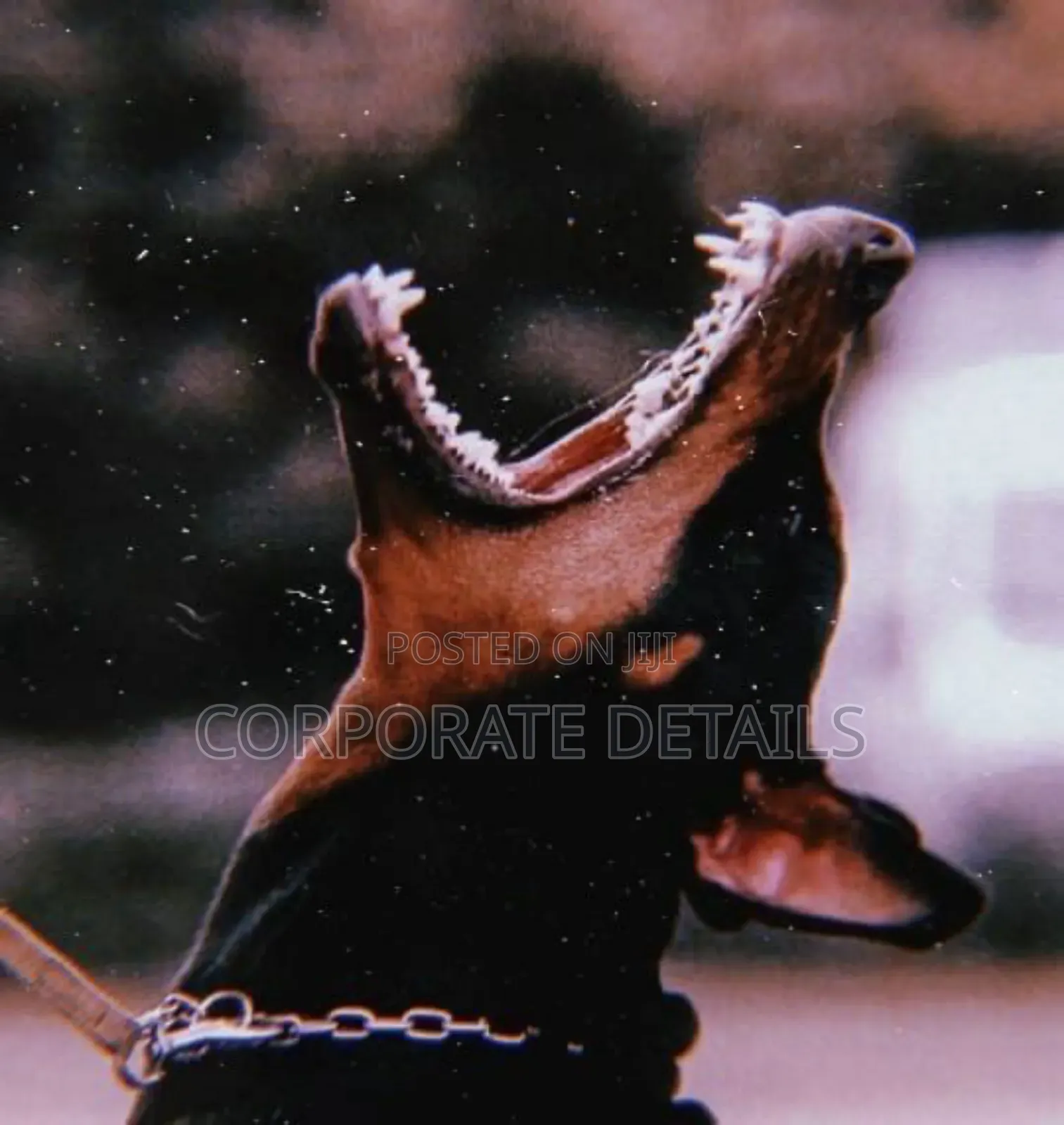 1+ year Male Purebred Doberman Pinscher