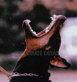 1+ year Male Purebred Doberman Pinscher