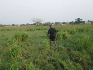 Solid Land for Sale