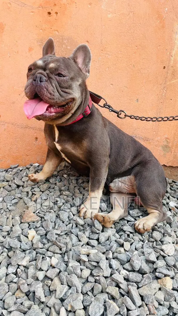 1+ year Male Purebred French Bulldog