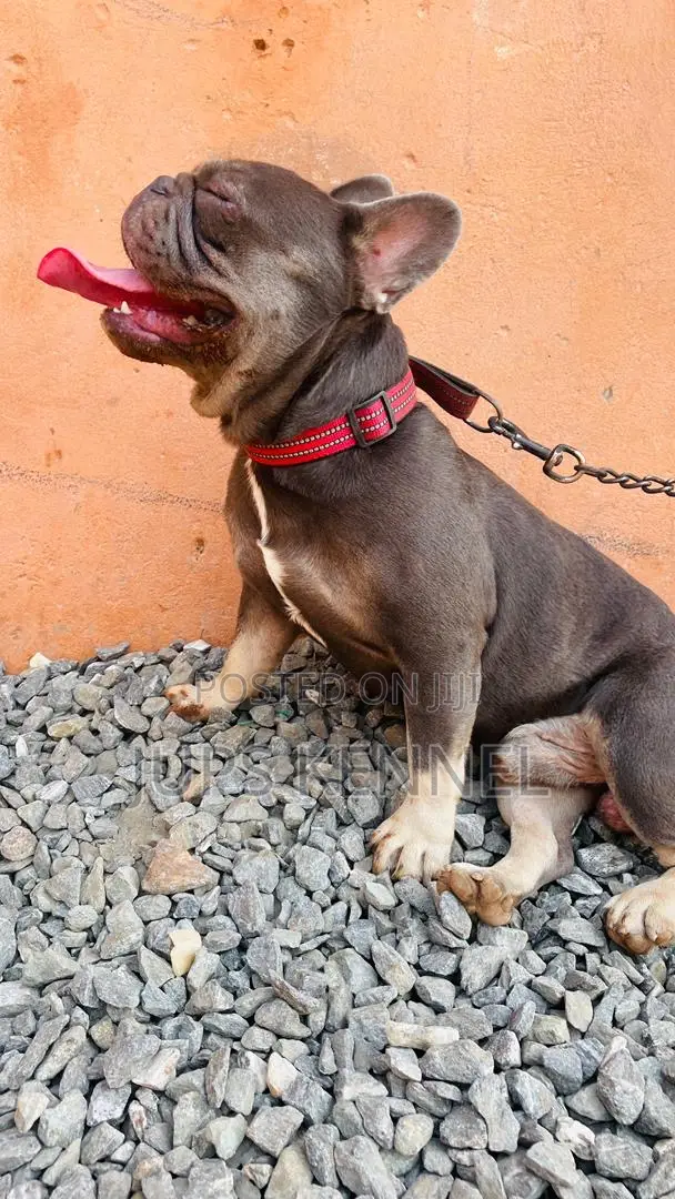 1+ year Male Purebred French Bulldog
