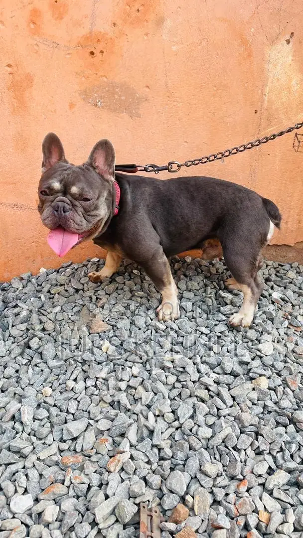 1+ year Male Purebred French Bulldog