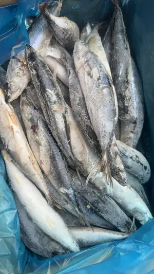 Frozen Salmon