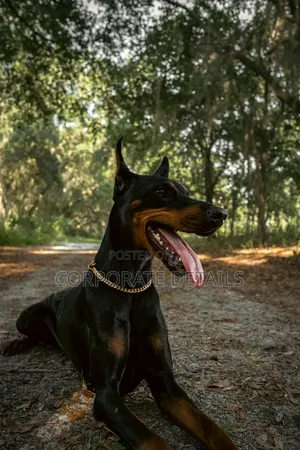 1+ year Male Purebred Doberman Pinscher