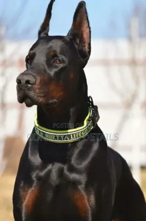 1+ year Male Purebred Doberman Pinscher