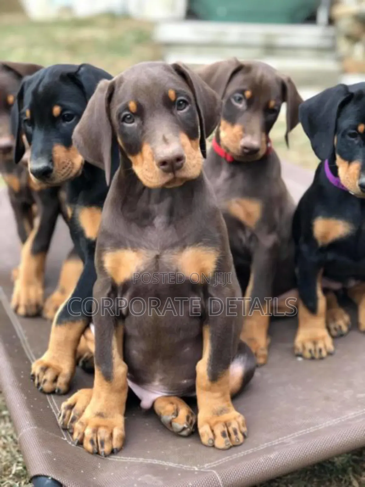 1-3 months Male Purebred Doberman Pinscher