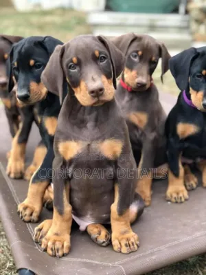 1-3 months Male Purebred Doberman Pinscher