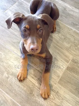 1-3 months Male Purebred Doberman Pinscher