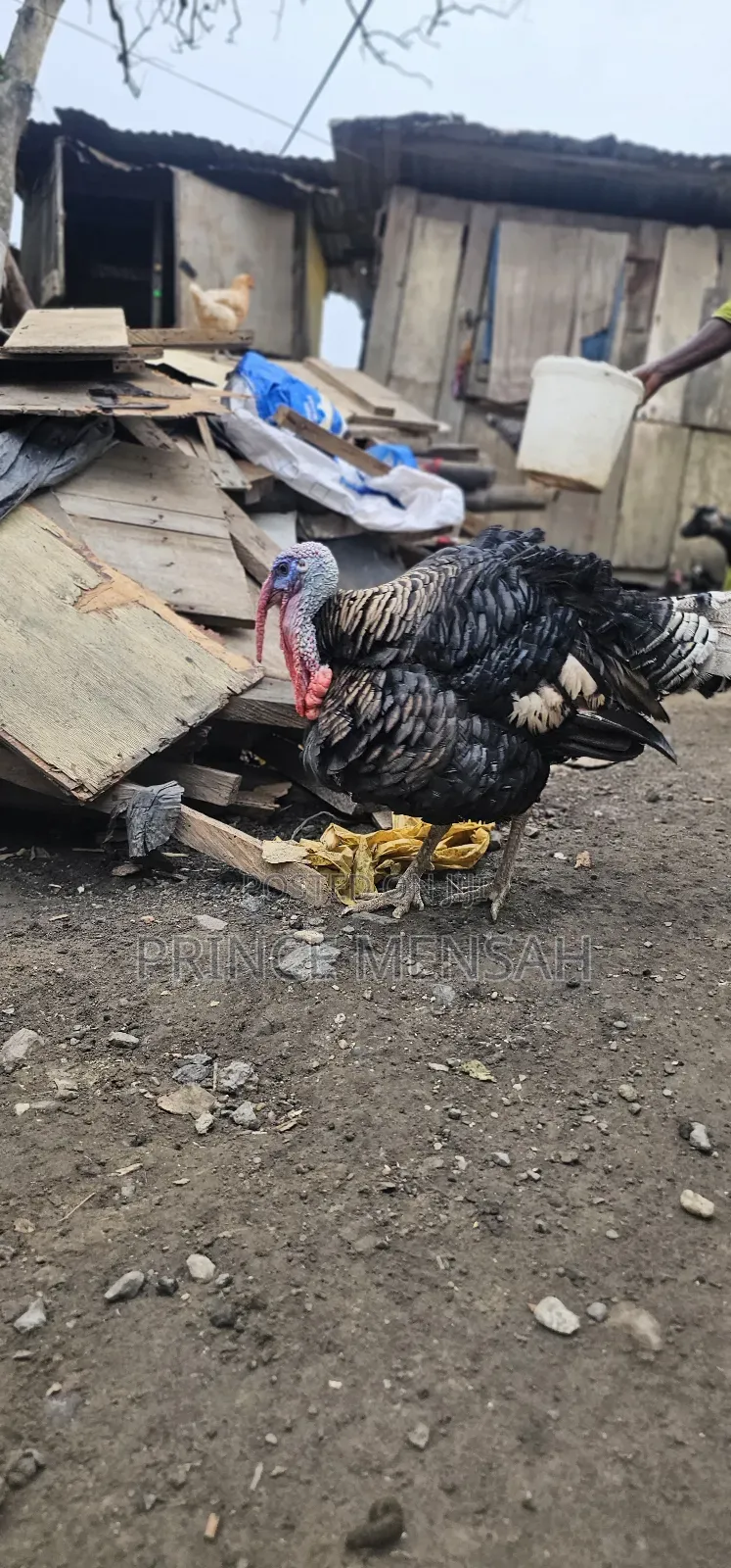 Farm Turkey
