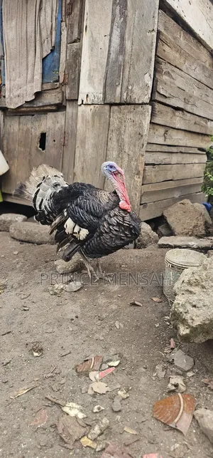 Farm Turkey