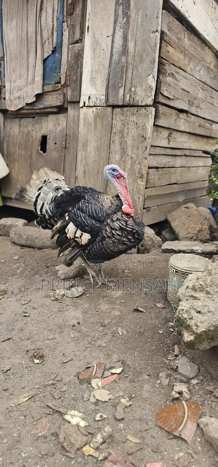 Farm Turkey