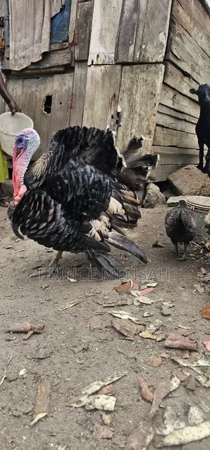 Farm Turkey