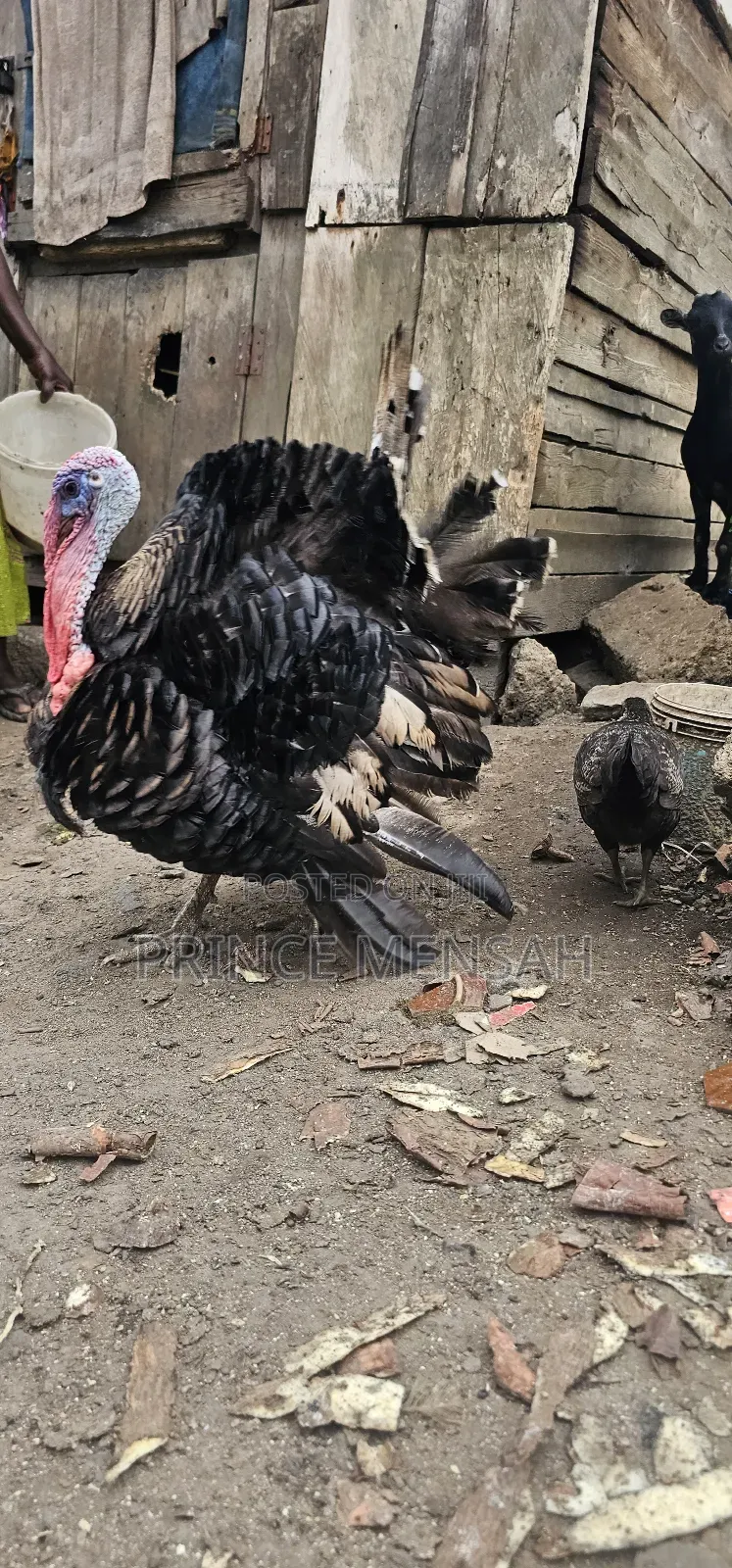 Farm Turkey