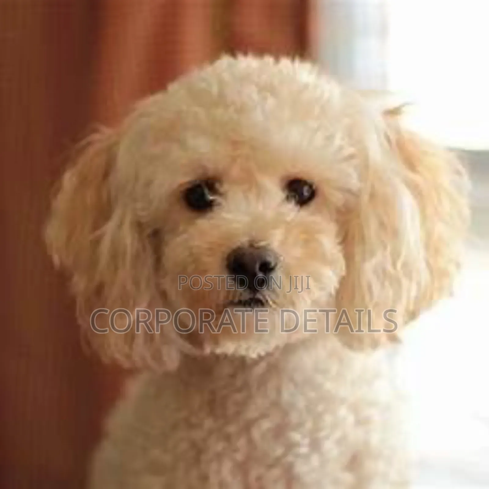 1-3 months Male Purebred Maltese