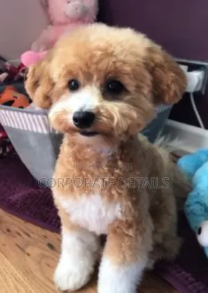 1-3 months Male Purebred Maltese