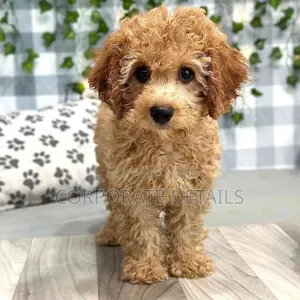 1-3 months Male Purebred Maltese