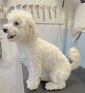 1-3 months Male Purebred Maltese