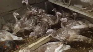 Bourbon Red Turkeys for Sale (2 Months Old)