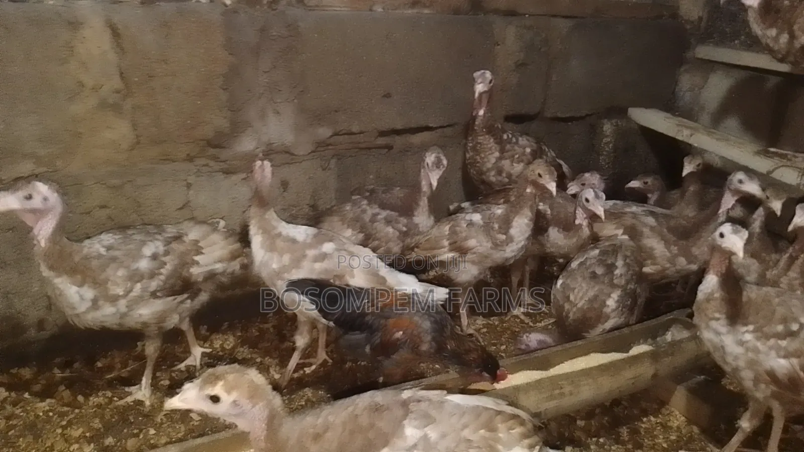 Bourbon Red Turkeys for Sale (2 Months Old)