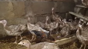 Bourbon Red Turkeys for Sale (2 Months Old)