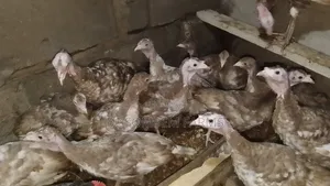 Bourbon Red Turkeys for Sale (2 Months Old)