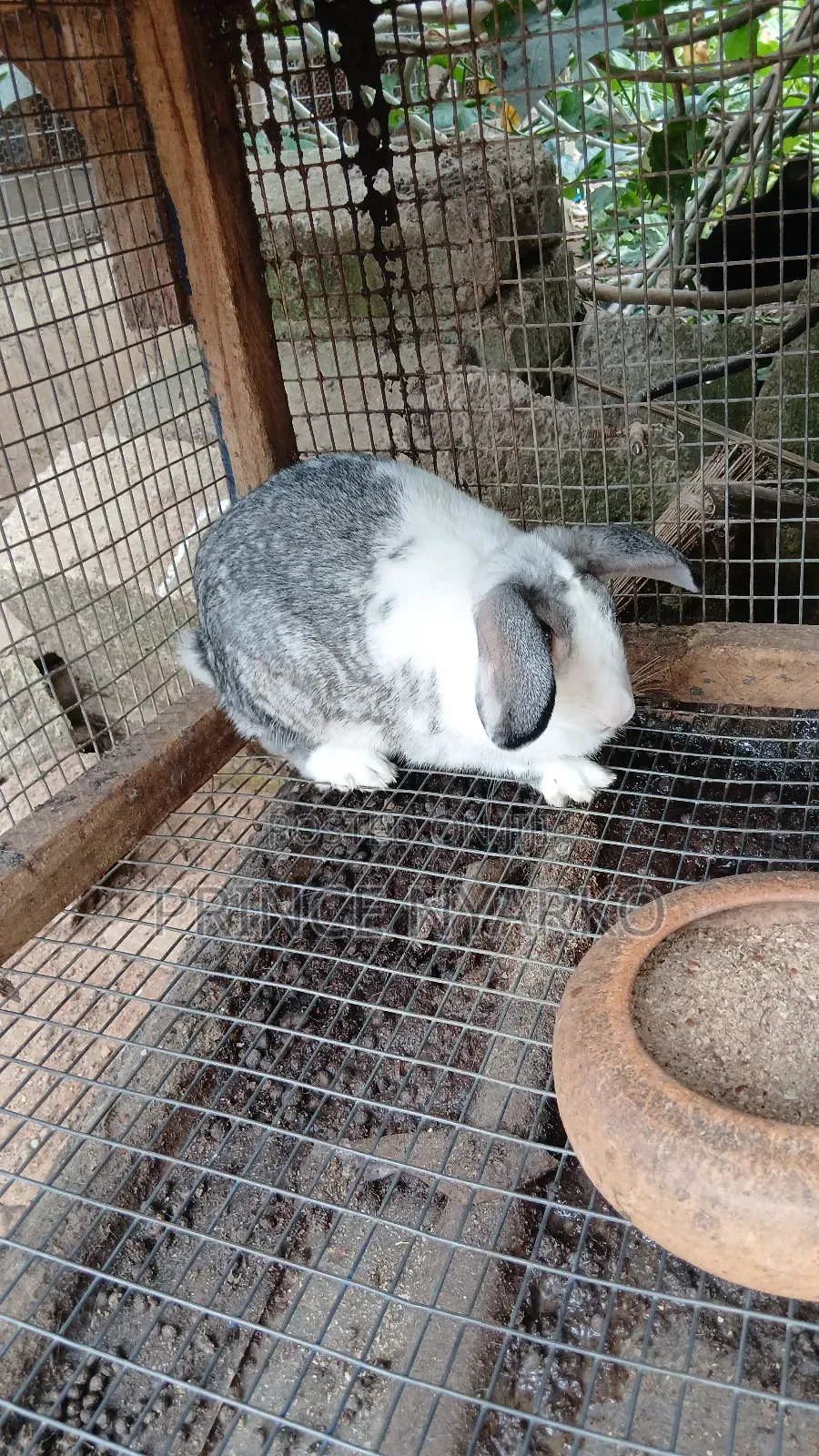 Rabbit For Sale