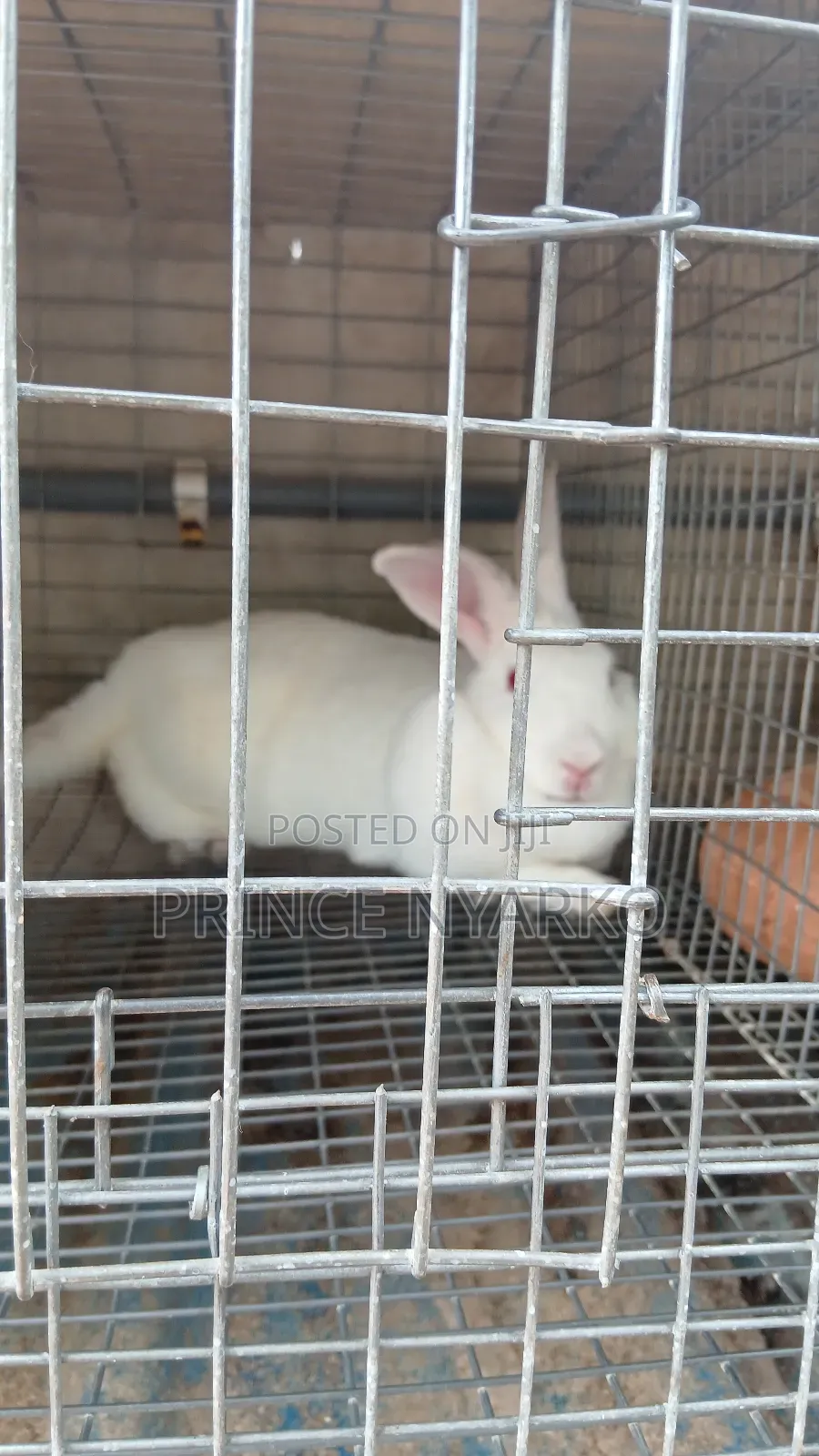 Rabbit For Sale