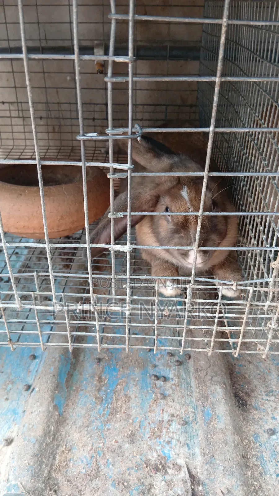 Rabbit For Sale