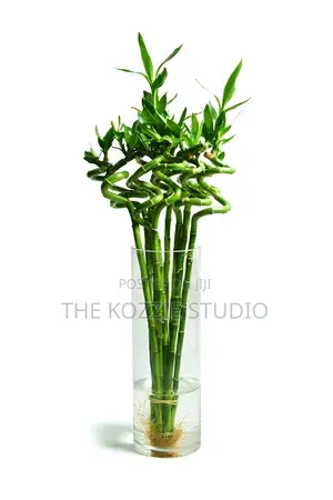 Lucky Bamboo