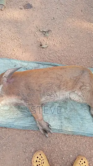 Bushmeat For Sale