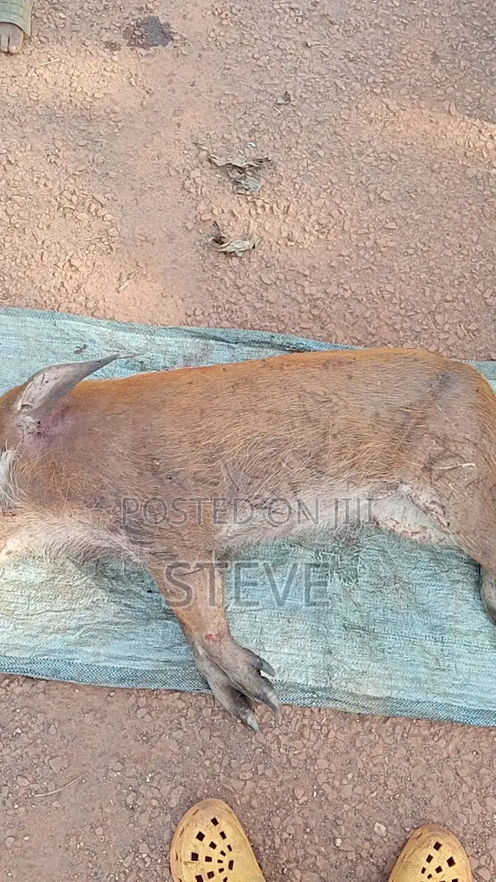 Bushmeat For Sale