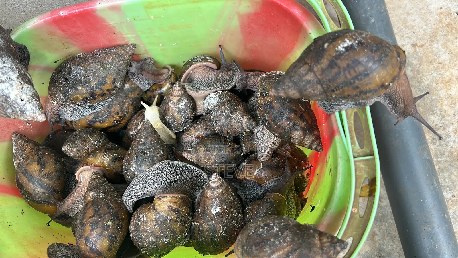 Bushmeat For Sale