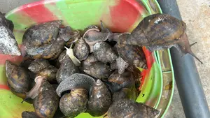 Bushmeat For Sale