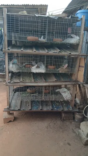 Healthy Rabbits for Sale